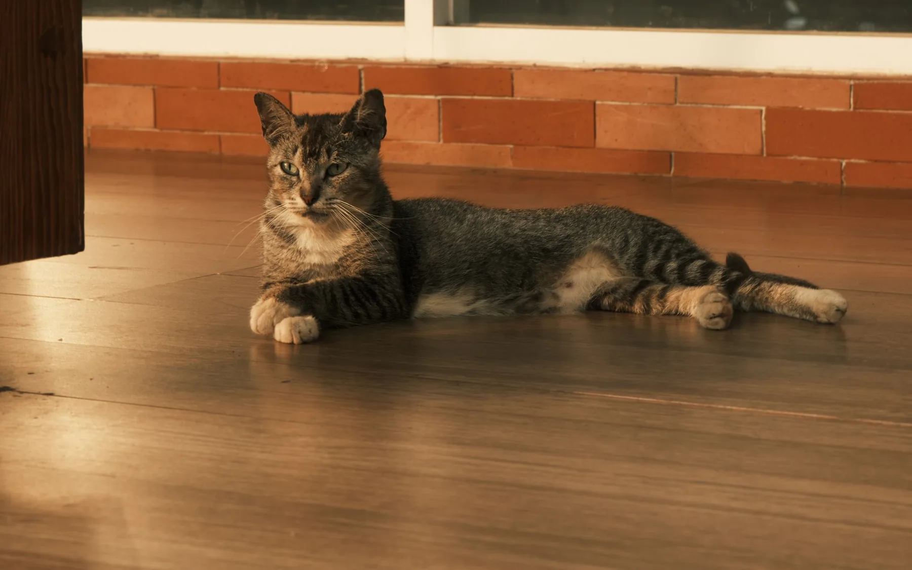 Preview website pet care dengan kucing di Jakarta