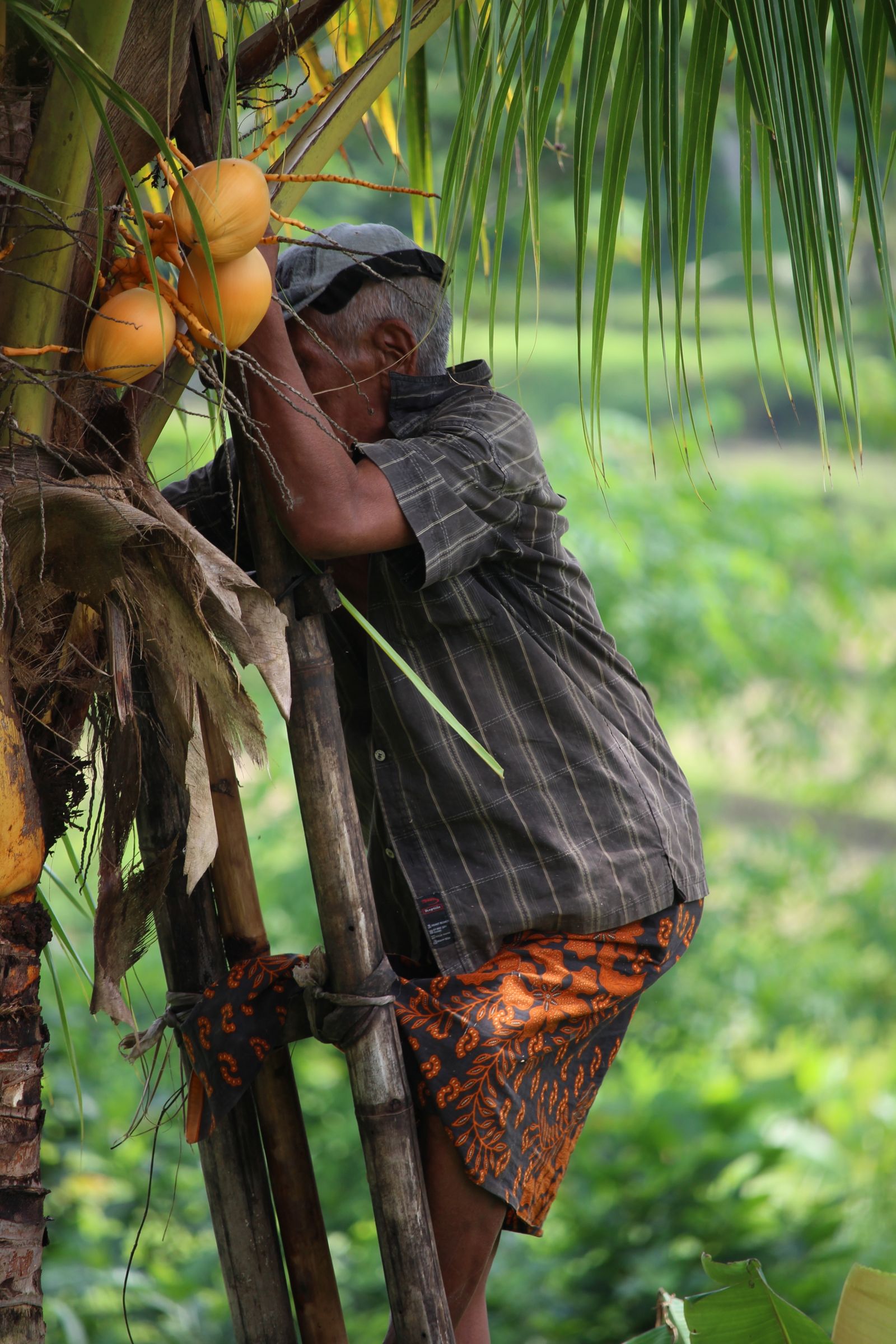 Petani memanen kelapa dengan tangga tradisional di Bali