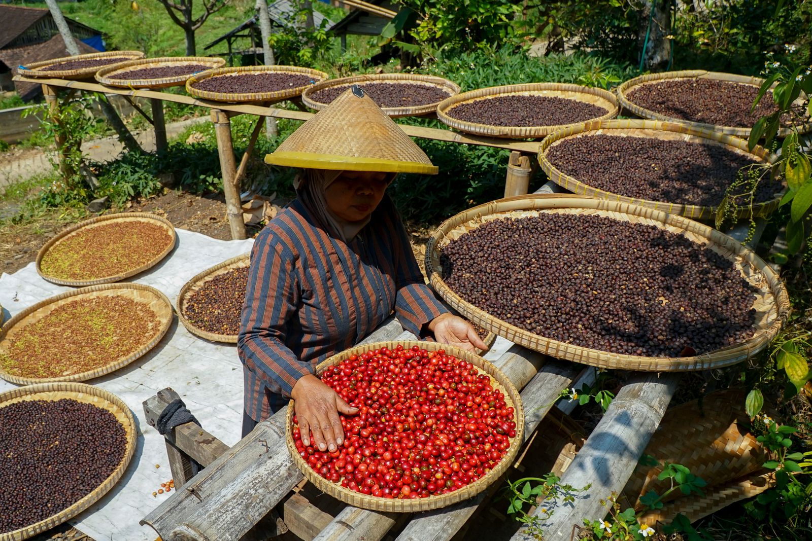 Petani Indonesia menyortir dan menjemur kopi di Lerep